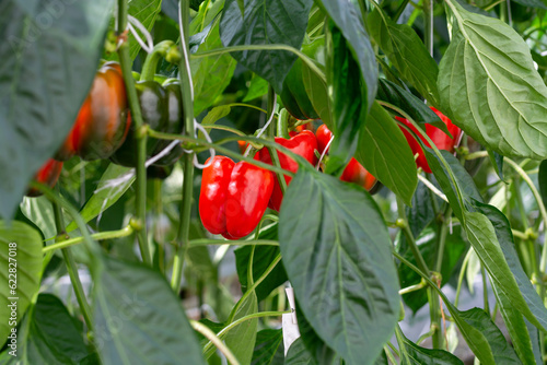 Big ripe sweet bell peppers, red paprika, growing in glass greenhouse, bio farming in the Netherlands