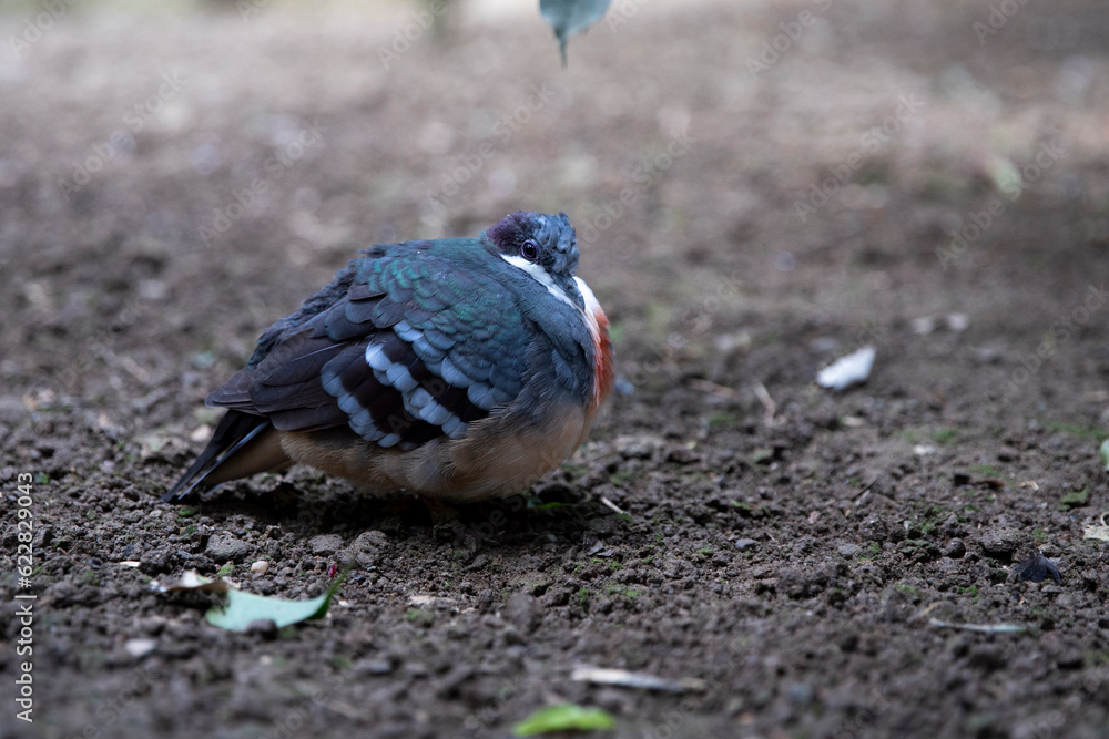 Fototapeta premium Luzon blood-breasted chicken-pigeon on a gray background, macro