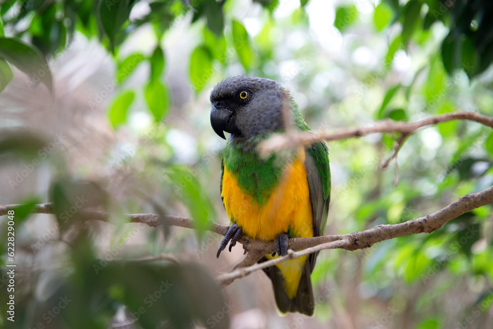 Senegal parrot in the wild, macro. A cute yellow-green parrot sits on a tree and next to it is a place for text Senegal parrot in the wild, macro. A cute yellow-green parrot sits on a tree and next to it is a place for text