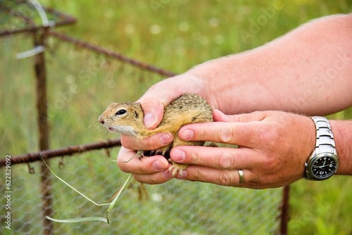 The European ground squirrel (Spermophilus citellus) during release into a new environment. male hand-holding ground squirrel. environmental conservation, reintroduction of ground squirrels. Souslik.