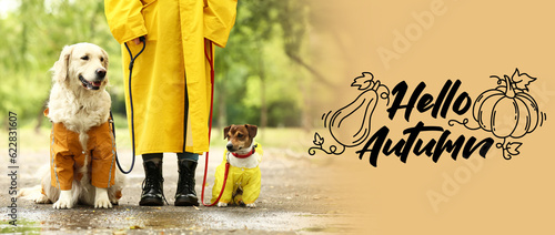 Canvas Print Banner with text HELLO AUTUMN, cute dogs and owner in raincoats outdoors