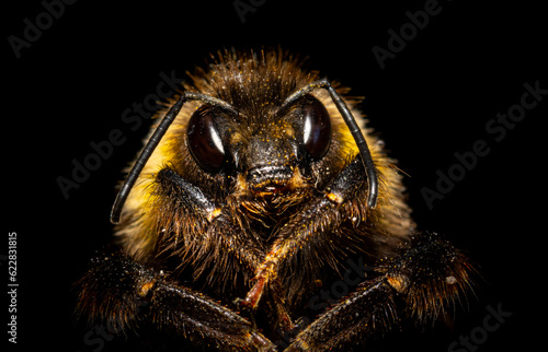 Macro photography of a alien kinf of bumblebee in a dark macro effect