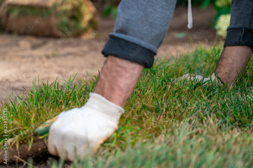 View of unrecognizable gardener fixing sod on field of backyard. Worker laying roll lawn in the garden. View of unrecognizable gardener fixing sod on field of backyard. Worker laying roll lawn in the garden.