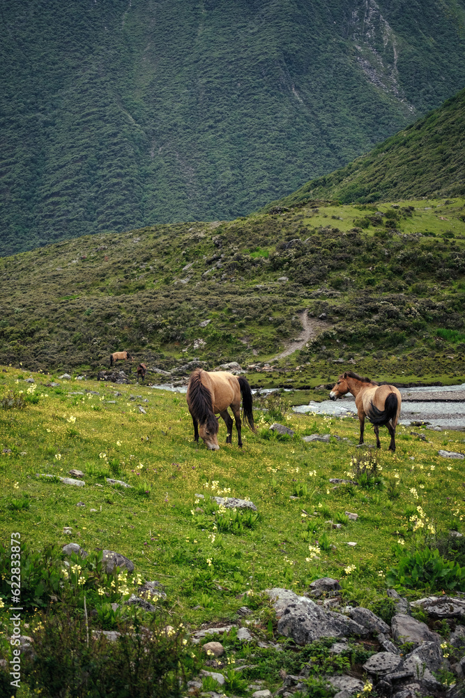 Fototapeta premium horses in the mountains
