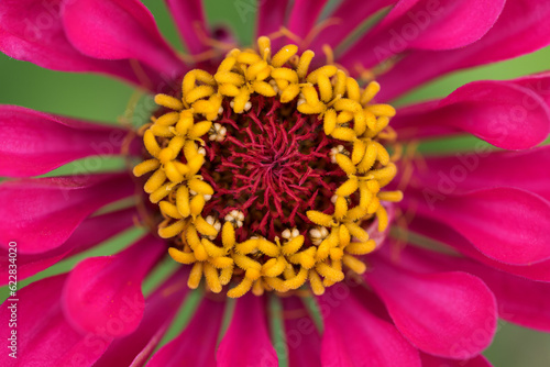 Red Zinnia flower macro on green background