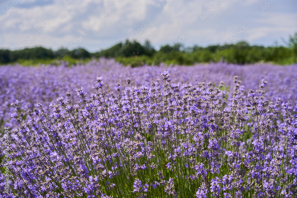 Closeup of lavender bush