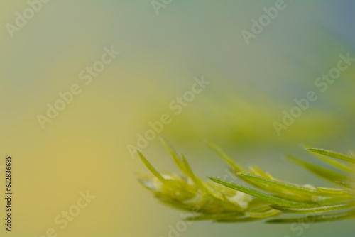 Macro photography of a little pine tree with sofy collors background