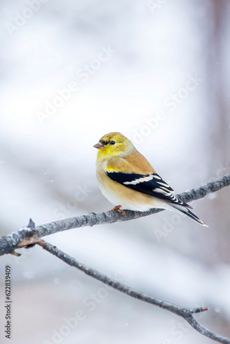 Yellow lesser goldfinch on tree branch photo