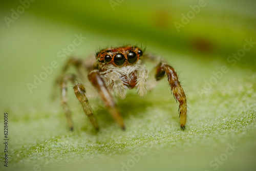 Beautiful little jumping spider posing on top of a green leaf