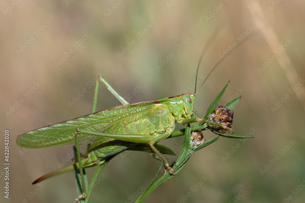 Close-up of a large green grasshopper (Tettigonia viridissima) perched on a stem of a plant. Close-up of a large green grasshopper (Tettigonia viridissima) perched on a stem of a plant.