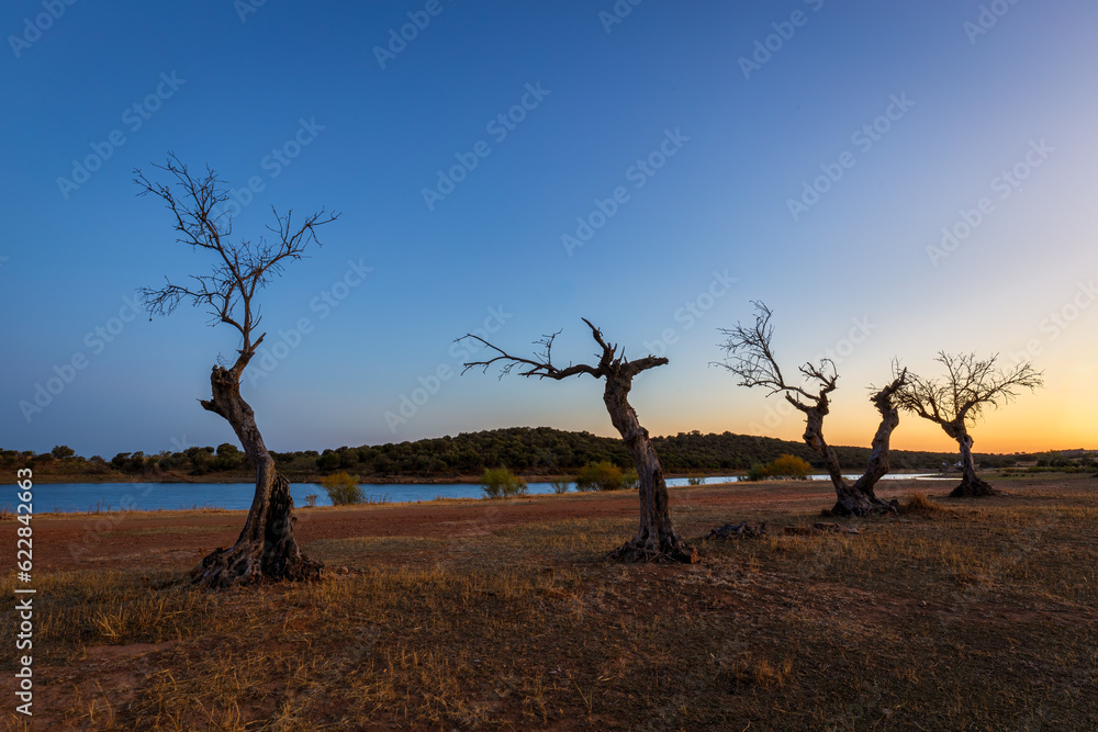 Landscape with dead trees by a river after sunset in Monsaraz, Alentejo, Portugal