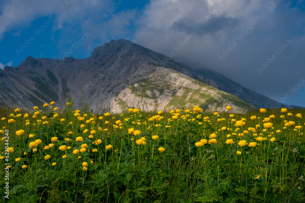 Out of Trollius europaeus in the pastures of the Alps