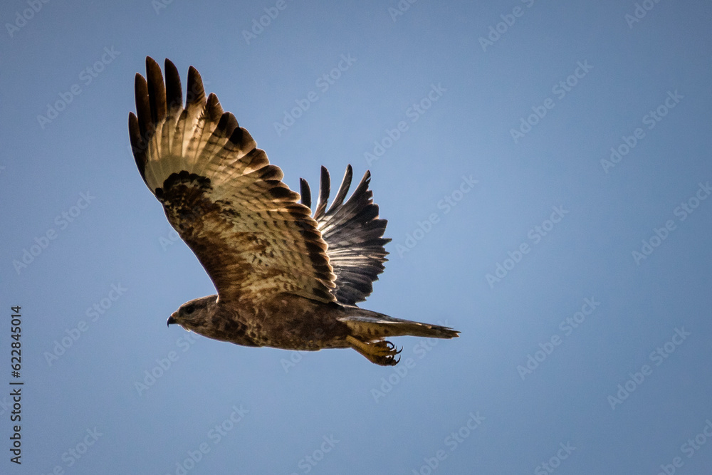 Hawk soaring in the blue sky