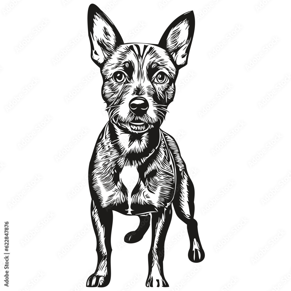 American Hairless Terrier dog line illustration, black and white ink sketch face portrait in vector realistic breed pet