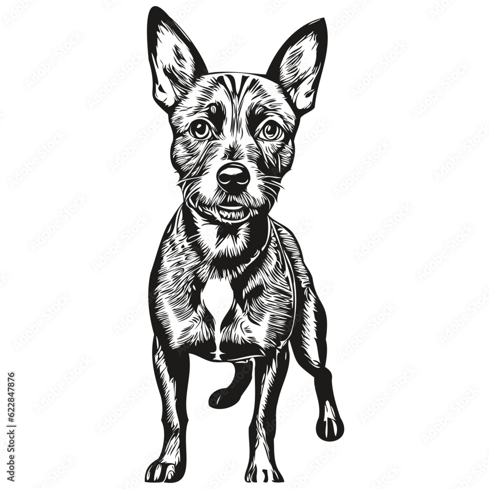 American Hairless Terrier dog line illustration, black and white ink sketch face portrait in vector realistic breed pet American Hairless Terrier dog line illustration, black and white ink sketch face portrait in vector realistic breed pet