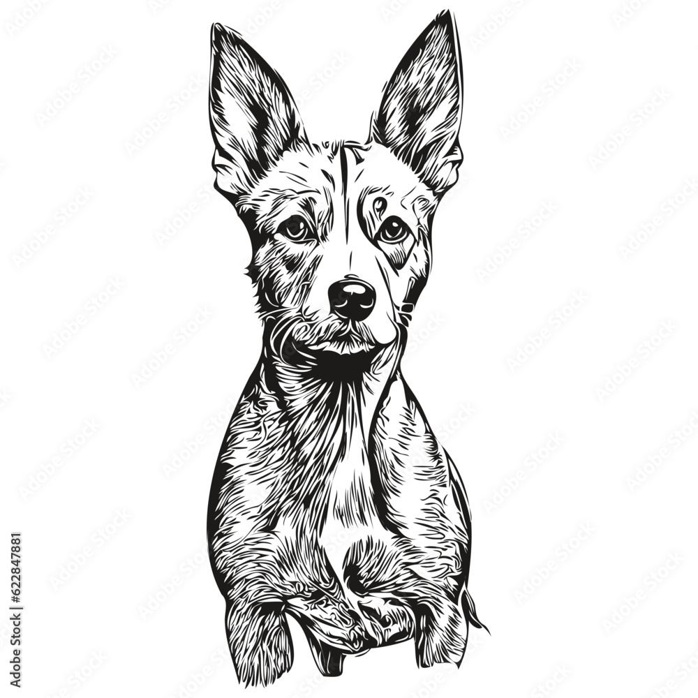 American Hairless Terrier dog vector graphics, hand drawn pencil animal line illustration