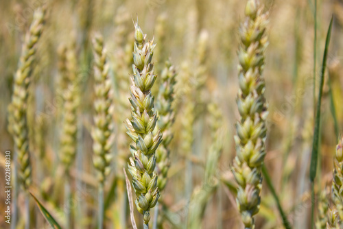 Close-up Young wheat ears. Wheat ears in nature on a soft blurry background. Agricultural field on which grow immature cereals, wheat.