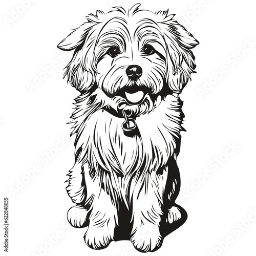 Coton de Tulear dog silhouette pet character, clip art vector pets drawing black and white