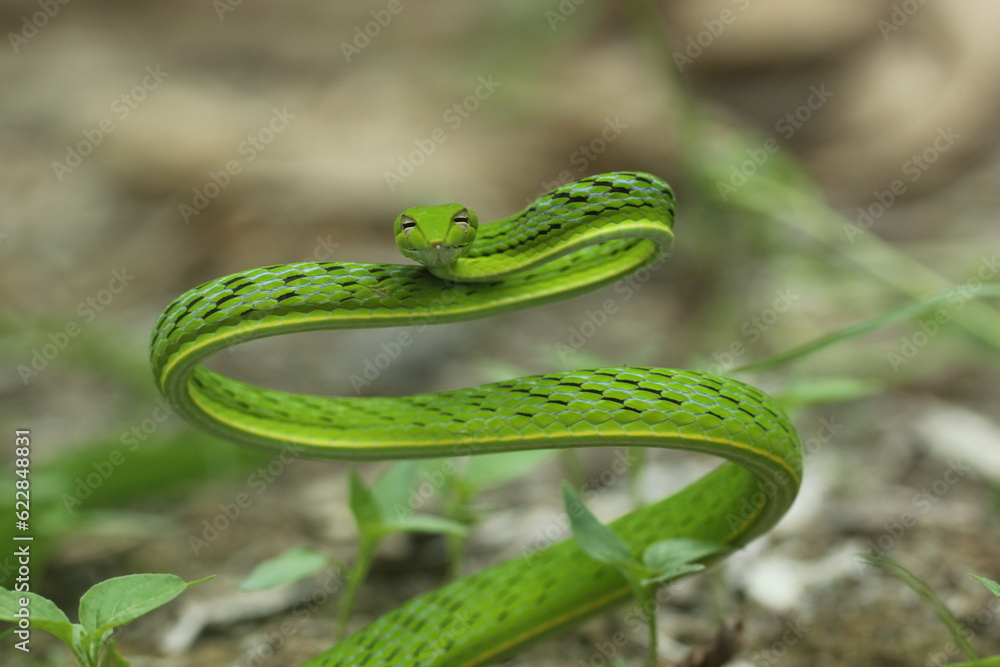 Fototapeta premium shoot snake / Asian vine snake / green snake / charming green snake