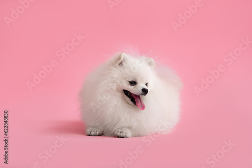 Dog breed pomeranian spitz funny lies on a pink background