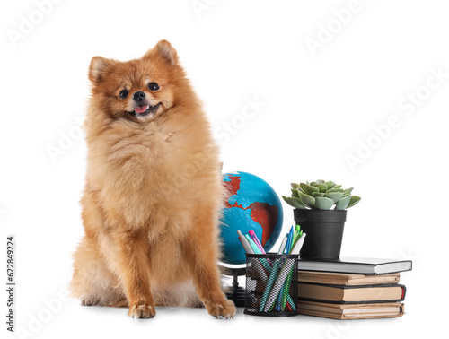 Cute Pomeranian dog with sc...