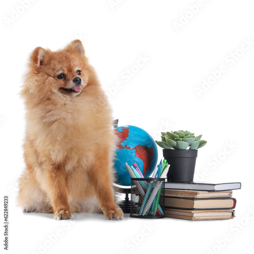Cute Pomeranian dog with sc...