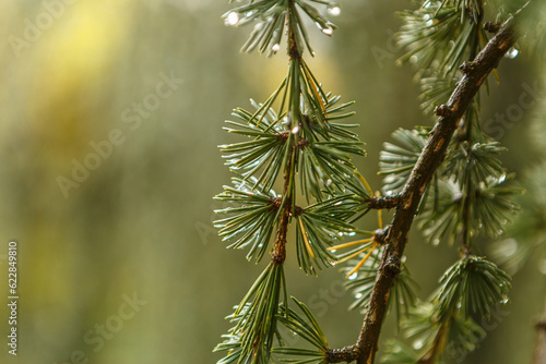 Macro close-up of the branches of a hanging blue cedar, Cedrus atlantica glauca pendula, at a rainy day photo