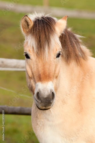 Norwegian Fjord Horse. Face close up portrait