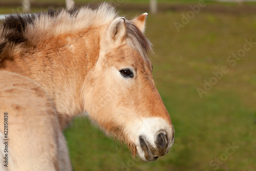 Fjordpferd  Norweger Pony