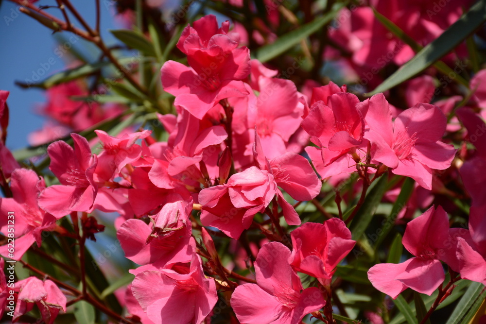Beautiful flowers of pink-red oleander, used in the landscape in the subtropics Beautiful flowers of pink-red oleander, used in the landscape in the subtropics