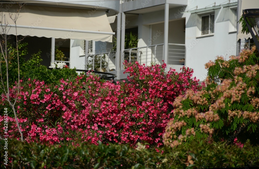 A typical courtyard in a southern subtropical climate. Bushes of bougainvillea, oleander bloom