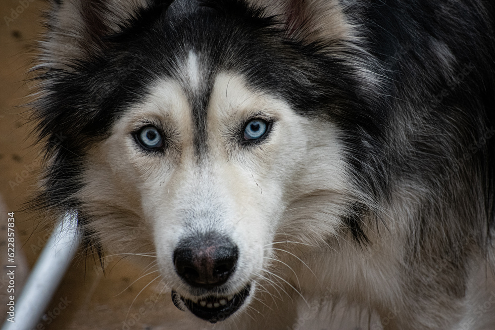 Husky/Wolf Staring into the camera