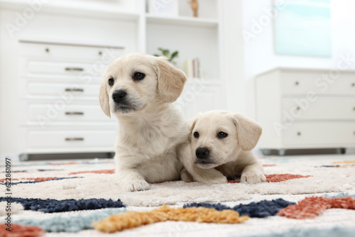 Fototapeta Naklejka Na Ścianę i Meble -  Cute little puppies lying on carpet at home