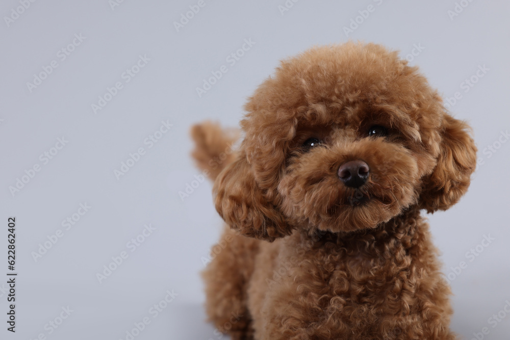 Cute Maltipoo dog on light grey background, space for text. Lovely pet Cute Maltipoo dog on light grey background, space for text. Lovely pet