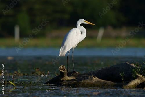 Great Egret stalking prey in morning light, Geist Reservoir, Fishers, Indiana.