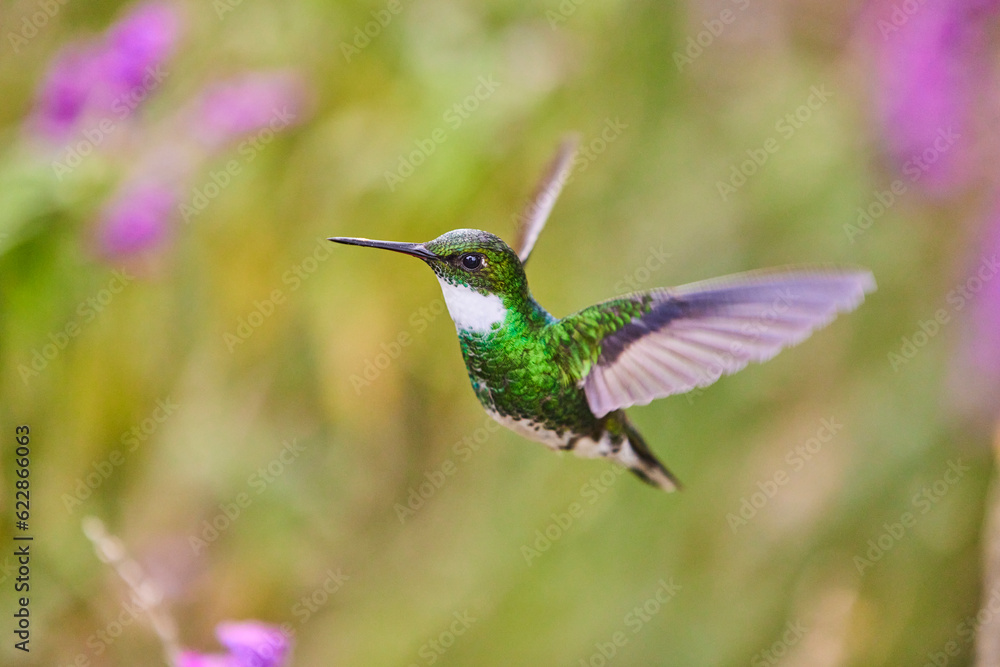 Fototapeta premium hummingbird in flight