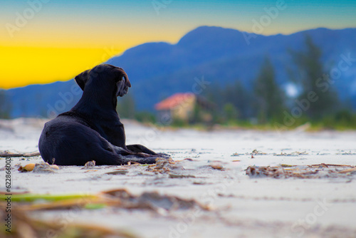 dog on the beach