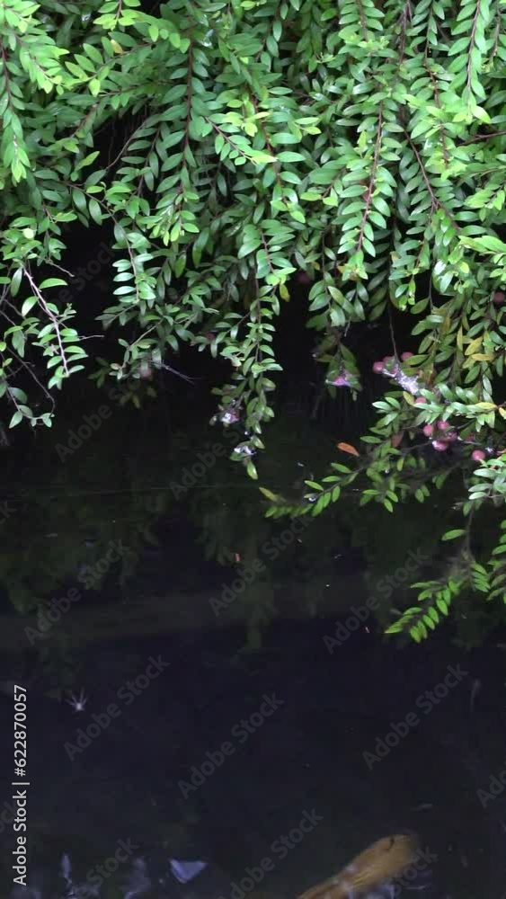 Koi fish or carb fish swimming in a pond. Vertical video, close up view. Koi fish or carb fish swimming in a pond. Vertical video, close up view.