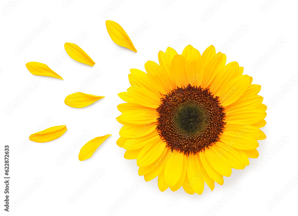 Fototapeta premium Beautiful sunflower and petals on white background