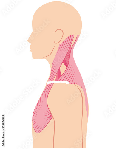首の筋肉の構造 photo