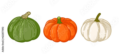Various hand drawn type of pumpkins vector illustration 
included baby boo, kabocha, and jack-o pumpkin