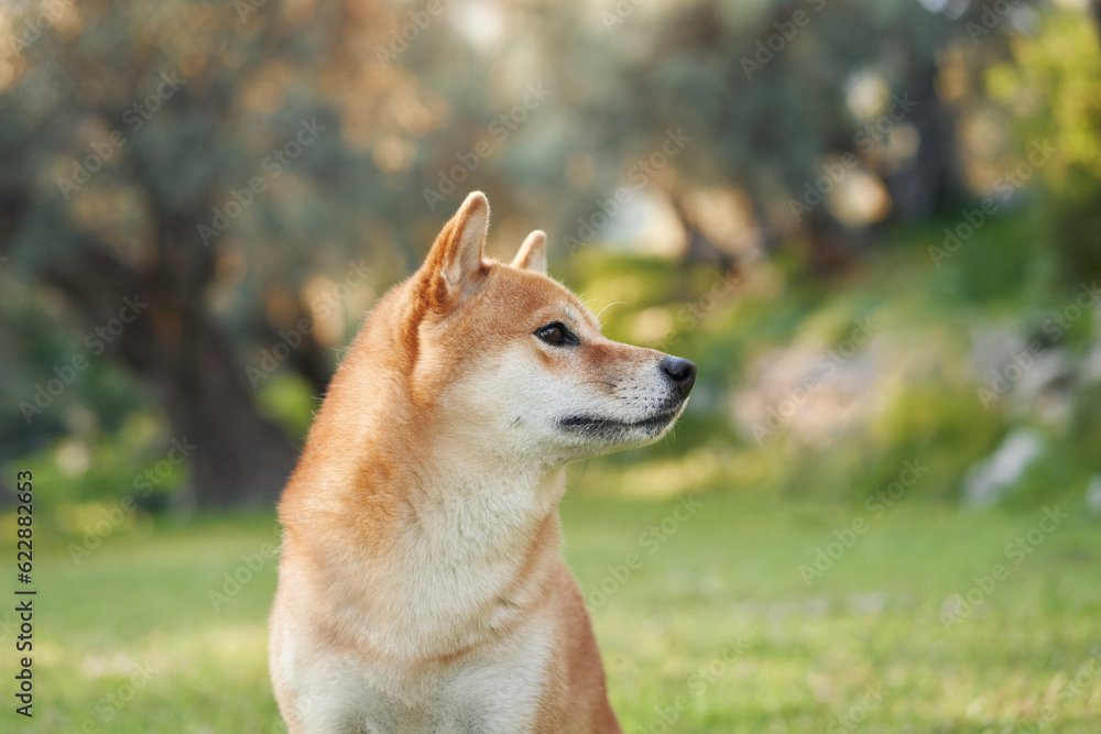 Portrait of a dog in nature. Shiba Inu in sun in the park