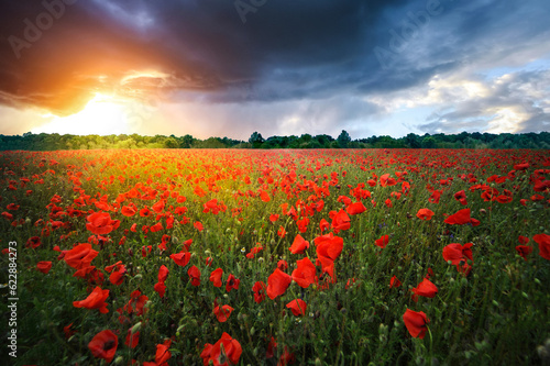 field of poppies and sunset