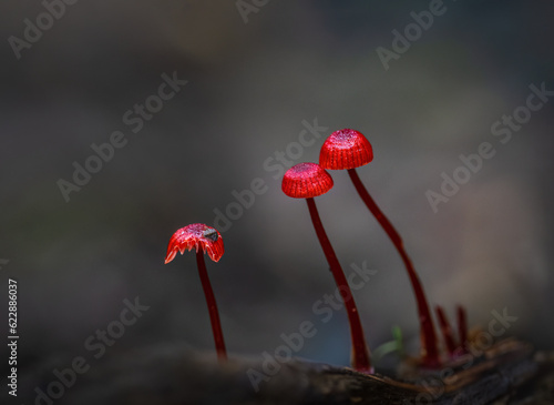 Ruby Bonnet (Cruentomycena viscidocruenta), tiny bright red mushrooms found in the forest floor in Auckland. photo