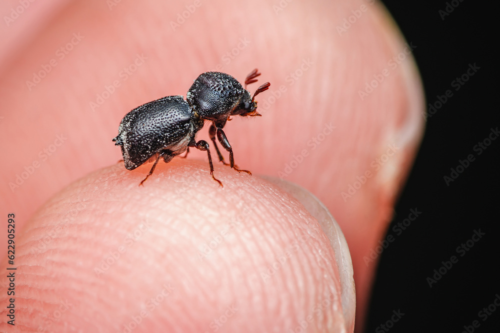 A little black beetles (Sinoxylon unidentatum, Coleoptera, Bostrichidae) on finger. Stock Photo
