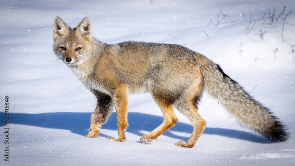 Naklejka premium fox in the snow
