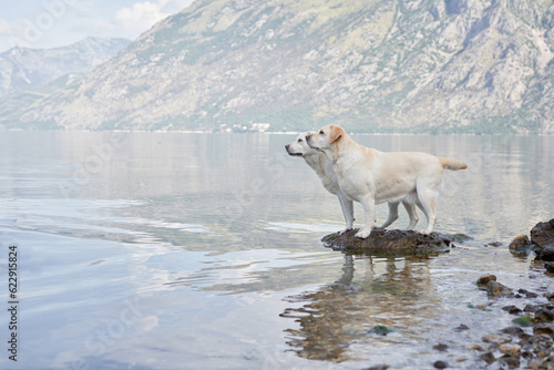 two dogs on the embankment against the backdrop of mountains and the sea. Labrador Retriever near the water. Pet in nature.