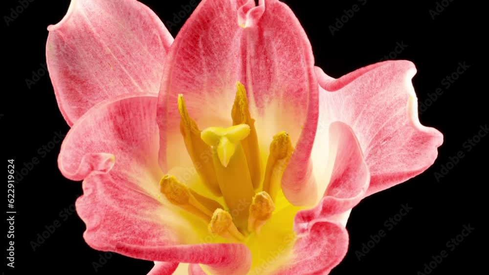 Opening a tulip. Slow motion shot of beautiful pink tulip flower isolated on black background. Slow motion of a tulip, a bouquet of spring Easter flowers, outdoor, close-up. Festive bouquet. 4K video Opening a tulip. Slow motion shot of beautiful pink tulip flower isolated on black background. Slow motion of a tulip, a bouquet of spring Easter flowers, outdoor, close-up. Festive bouquet. 4K video
