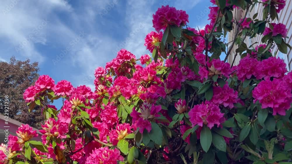 Side view pink rhododendron bush swaying in the wind Side view pink rhododendron bush swaying in the wind