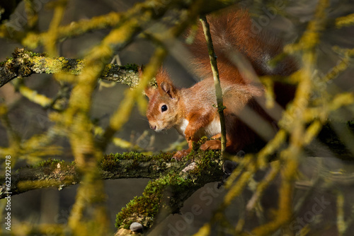 Eurasian red squirrel (Sciurus vulgaris) © dennisjacobsen